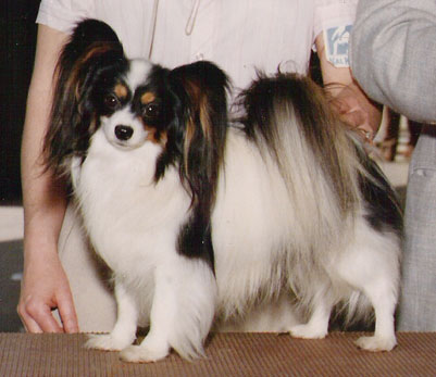 Ch. Scan Ch Kvar Gone A Hunting