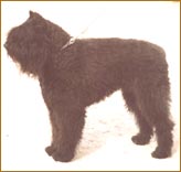 CH. GIB. Trovador de Dasilva