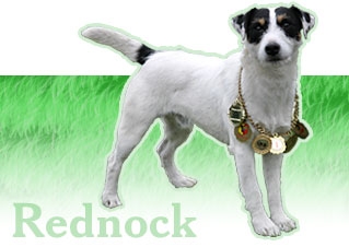 Rednock Q-Man
