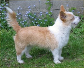 Plushcourt Menina at Arranbourne