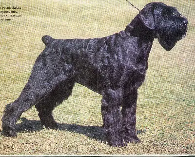 MULTI CH Pectus Zaicca