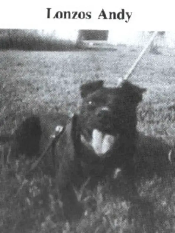 Lonzos Andy
