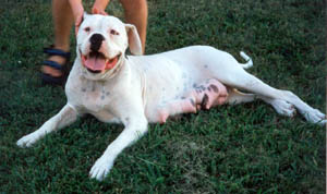 Boyd's/A&K's Sugar Tazmania