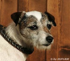 Foxwarren Rattie