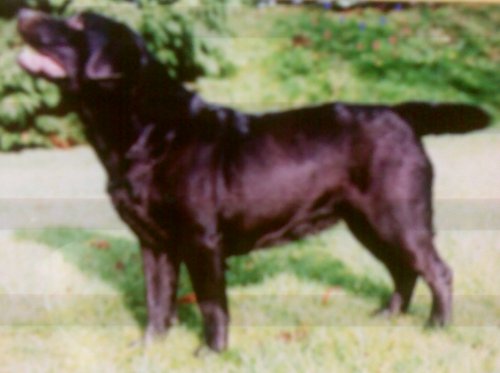 Miodyca Orlane