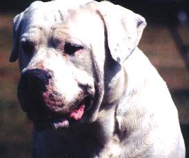 Berry's Jake
