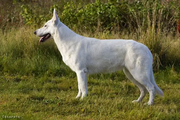 Egeborg's White Buffy