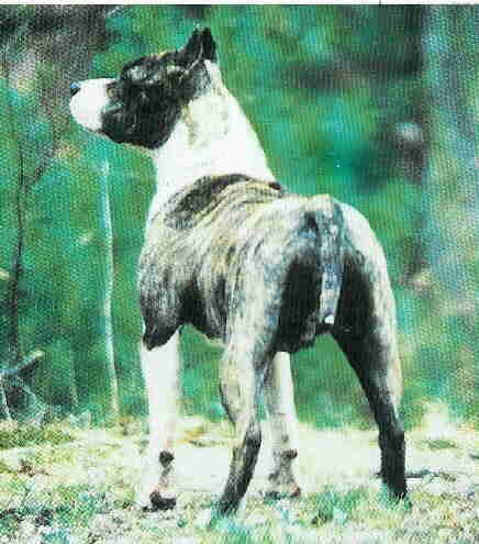 Wildwinds Daydream Fantasy