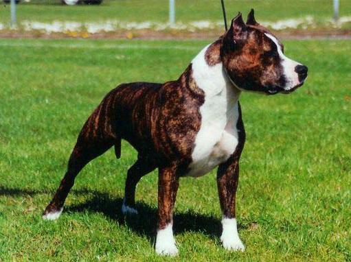 Willynwood Lady Of Yggdrasil