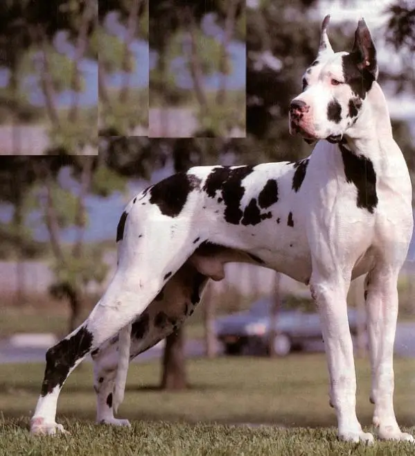 CHBR.GRCHBR.CHPAN. The Great Lello's Dino Treystan