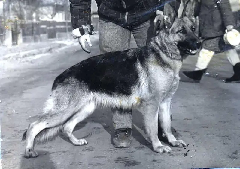 Karmen von den jungen Hansen