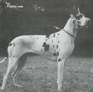 CH Aviva Von Harlekin