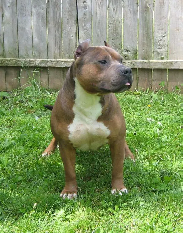 AKC/UKC Edelhaus' B N Extravagant