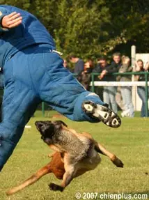 CH FR RING X 2 Top Gun des Plaines de Thiérache
