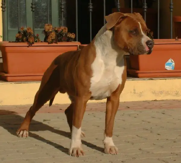 Mississippi Red Tarquinio Il Superbo