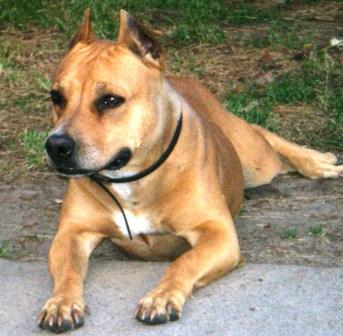 Kim s Almaznogo ostrova