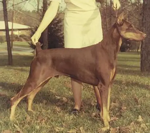 Walkaway's Ablaze Of Marks-Tey