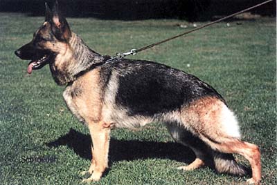 SG Chipsy vom Hubertus-Gehege