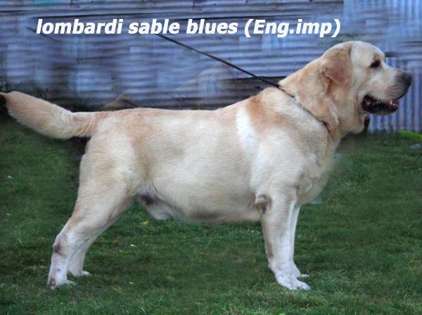 CH. Lombardi Sable Blues