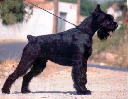 JWW CH ESP Tango de Lordship's