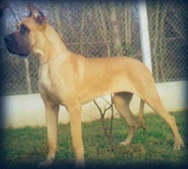 Perle D'Or des Brumes de la Vallee du Cher