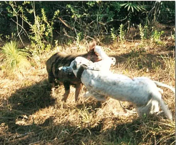Konfederate Kennel's Big Cat
