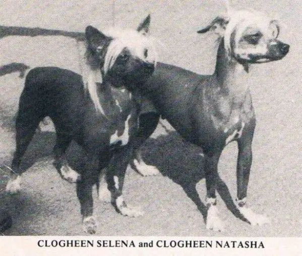 Clogheen Natasha
