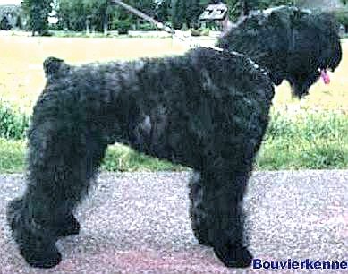 NLCH Rowan Byou v.d. Vanenblikhoeve