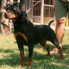 Jenny Von Grossental