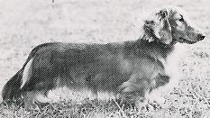 ENG CH Coobeg Martini Of Bowerbank