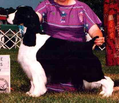 AM CH Gentry's Salutaire Skye High