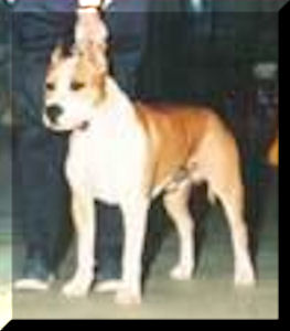 AKC CH. Cloverhill's Ropin' The Wind