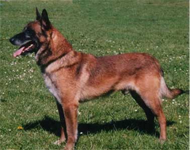 Achan vom Greifenring