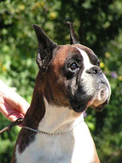 Nico v.d. Sonnen Aufgang