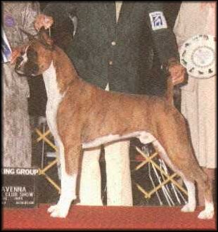 CH (INT/AKC) Wagner Wilverday Famous Amos