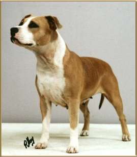 AUST CH Dinamyte China Rose