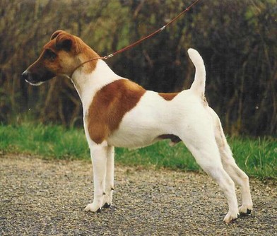 CH-IB-TA Hawk De Gros Bois