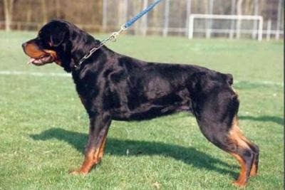 Irka vom Wilden Westen