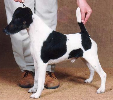 NZ CH Graebrook Bobby Dazzle