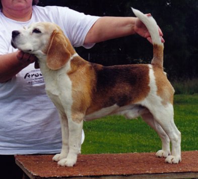 Burnsdale ANTYHING GOES