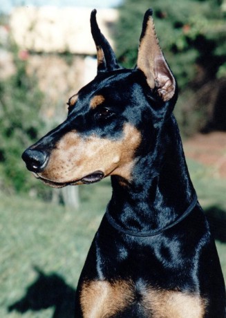 *DA* Tutti Frutti Von Weissensee