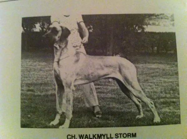 CH Walkmyll Storm