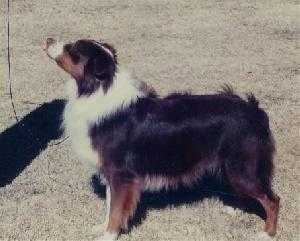 Bluecrest's Rocky I of Windridge