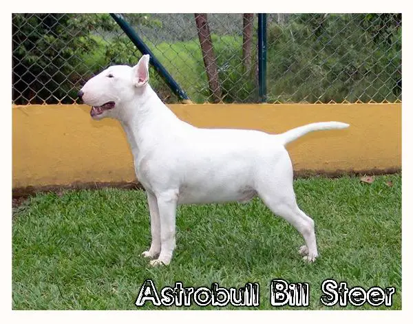 Astrobull Bill Steer