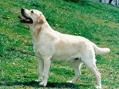 Matchmaker Prince of Francos Valley