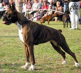 ATIBOX JGDSGR Bonita Vonjoy