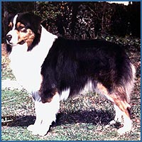 HOF ASCA CH Papillon of Meshlacon