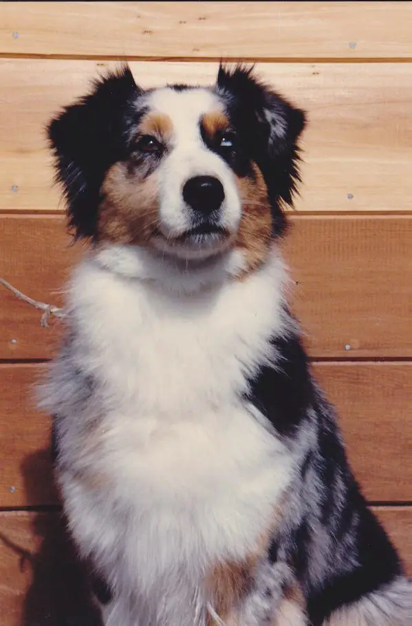 Aladdin's Beaucoup Bucks