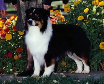 HOF AKC CH Heartfire's Prairie Schooner