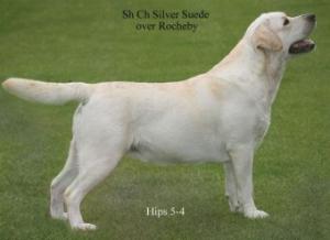 SH. CH. Silver Suede over Rocheby